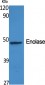 Enolase Polyclonal Antibody